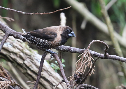 Black-faced Munia