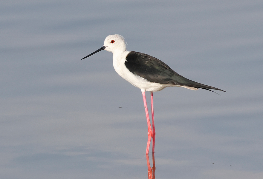 Black-winged Stilt, Himantopus himantopus, Thailand