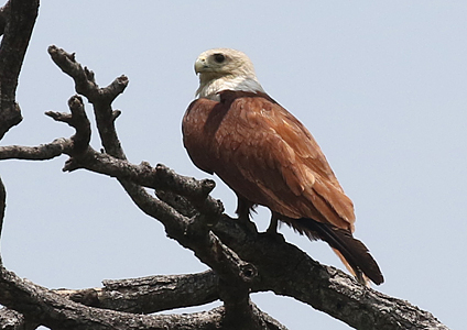 Brahminy Kite