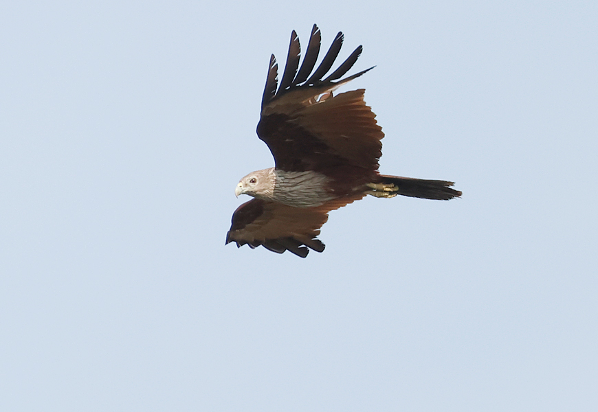Brahminy Kite, Haliastur indus, Thailand
