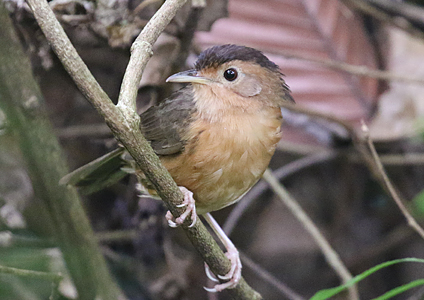 Brown-capped Babbler