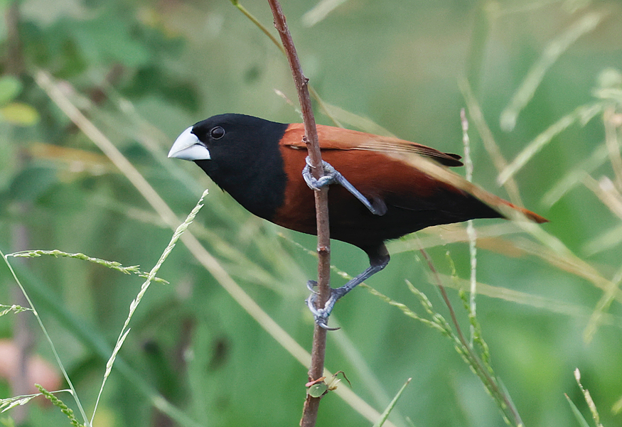 Chestnut Munia, Lonchura atricapilla, Thailand