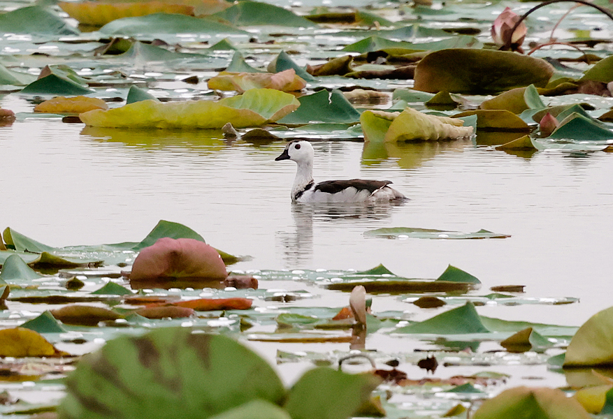 Cotton Pygmy Goose, Nettapus coromandelianus, in lotus wetlands, Thailand