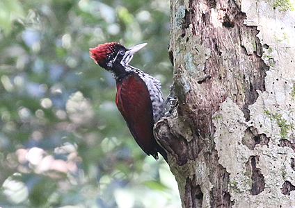 Crimson-backed Flameback
