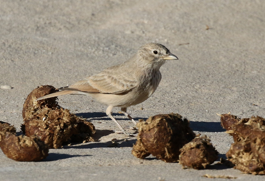 Desert Lark