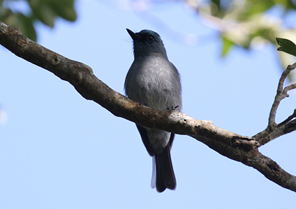 Dull-blue Flycatcher