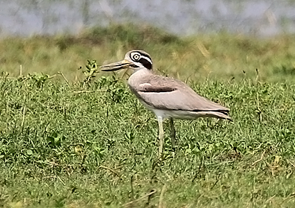 Great Thick-knee at Udawalawe National Park, Sri Lanka
