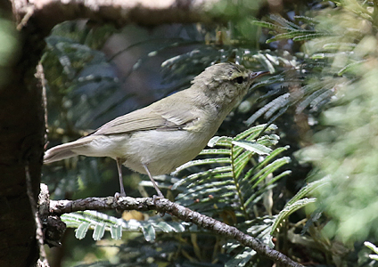 Green Warbler at Victoria Park Sri Lanka