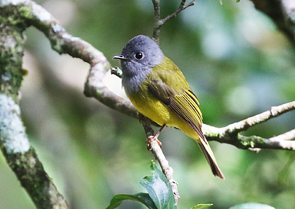 Grey-headed Canary-flycatcher