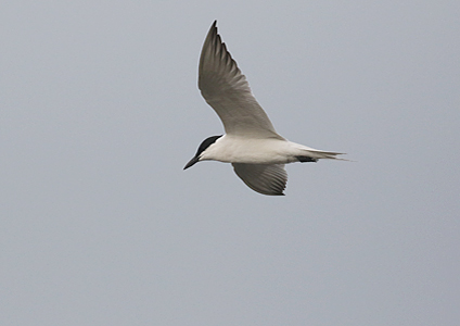Gull-billed Tern at Galle Fort Sri Lanka