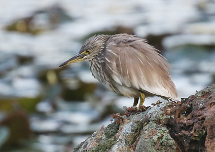 Indian Pond Heron