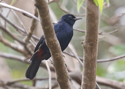 Indian Robin