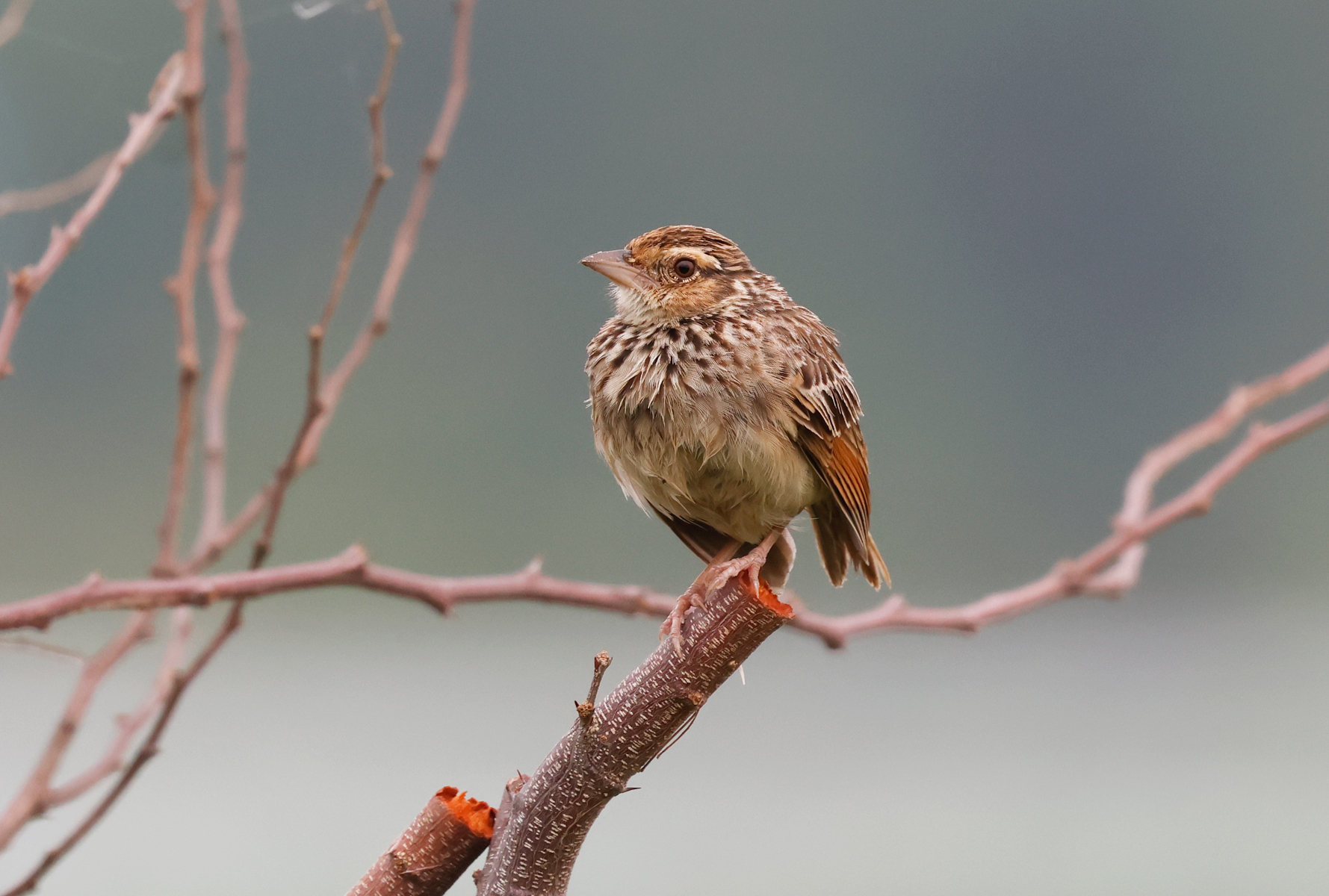 Indochinese Bushlark, Plocealauda erythrocephala, at Huai Yang, Khorat, Thailand