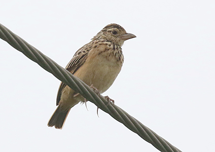 Jerdon's Bushlark at Udawalawe National Park, Sri Lanka