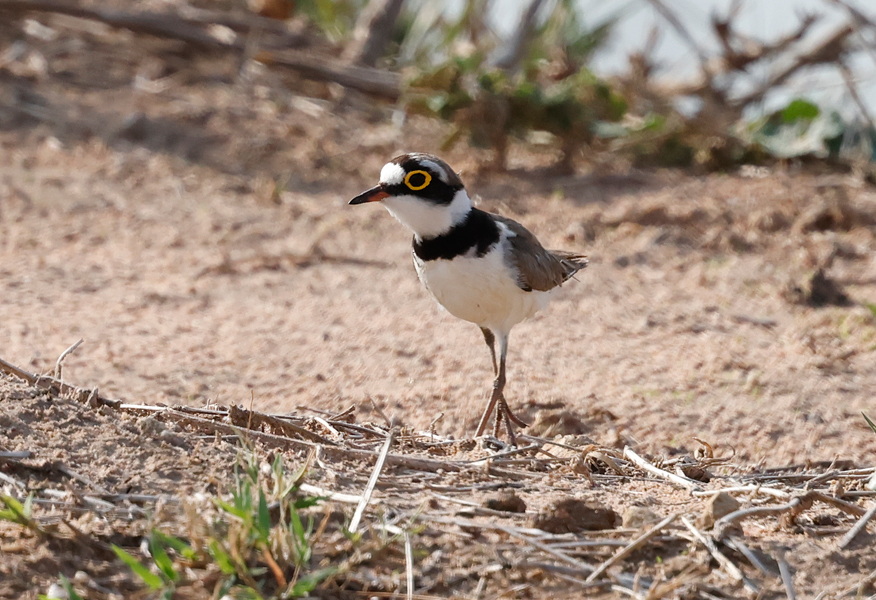 Little Ringed Plover, Thinornis dubius, Thailand