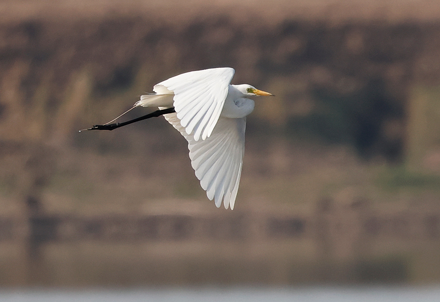 Medium Egret, Ardea intermedia, in flight at Phutsa reservoir