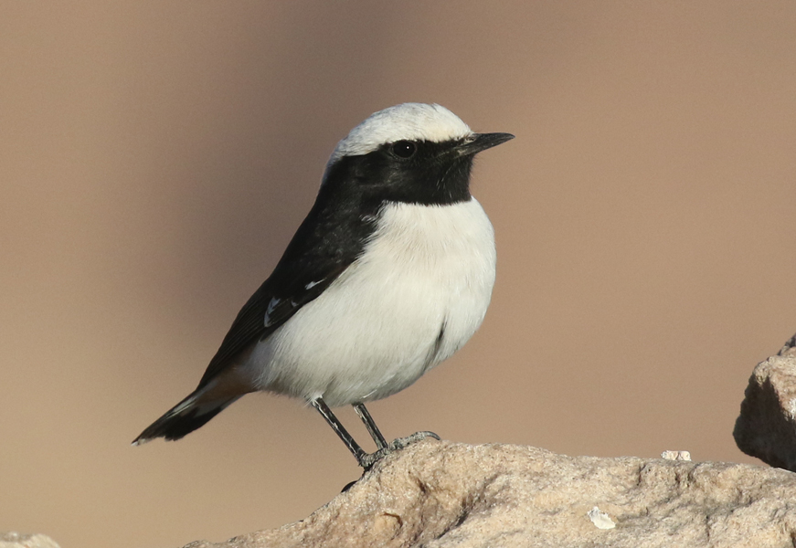 Mourning Wheatear