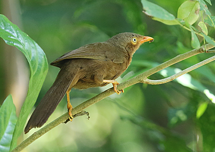 Orange-billed Babbler at Kitulgala, Sri Lanka