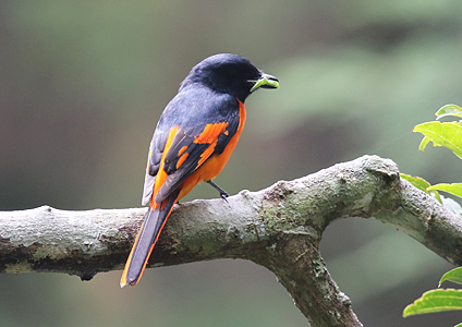 Orange Minivet at Hakgala Botanical Gardens, Sri Lanka