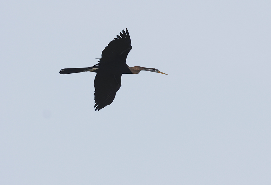 Oriental Darter, Anhinga melanogaster, in flight, wetland birding in Thailand