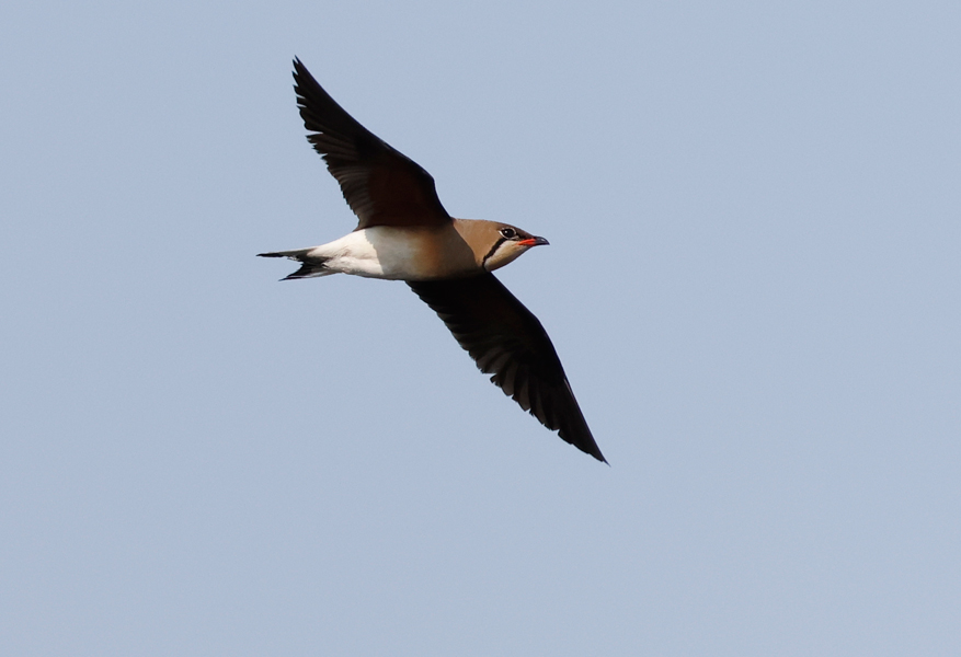 Oriental Pratincole, Glareola maldivarum, Thailand