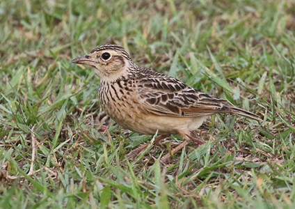 Oriental Skylark