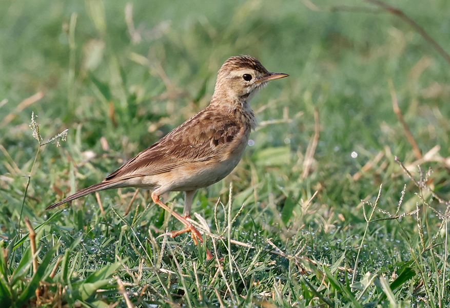 Paddyfield Pipit, Anthus rufulus, at Phutsa reservoir, Khorat, Thailand