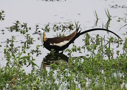 Pheasant-tailed Jacana