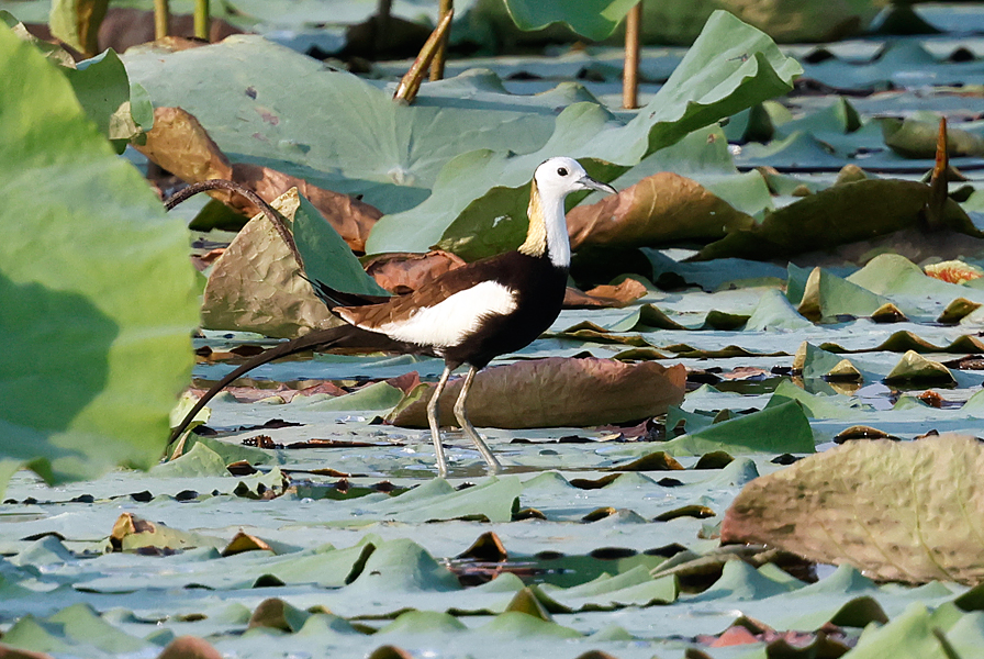 Pheasant-tailed Jacana, Hydrophasianus chirurgus, in lotus wetland in Thailand