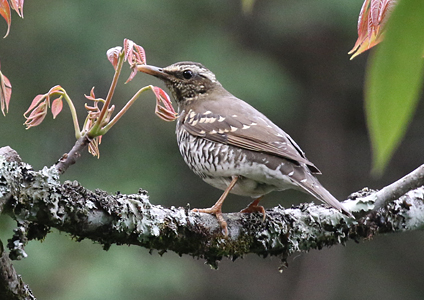 Female Pied Thrush at Victoria Park, Sri Lanka