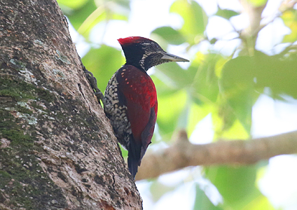 Red-backed Flameback