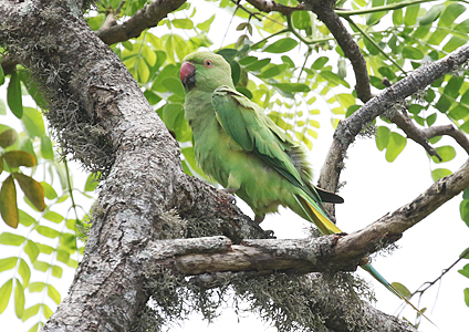 Ring-necked Parakeet
