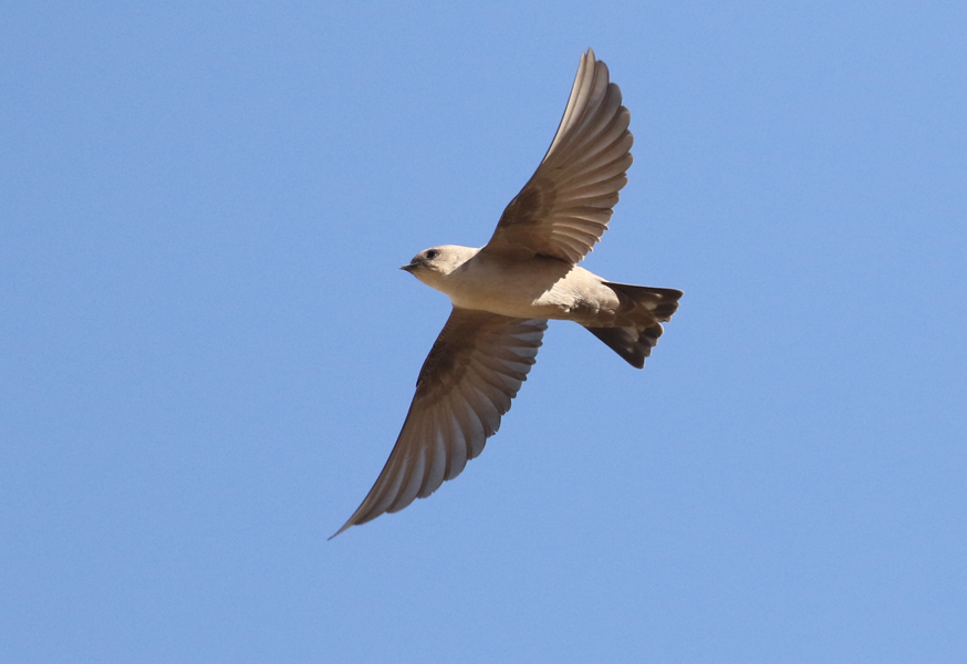Pale Crag Martin