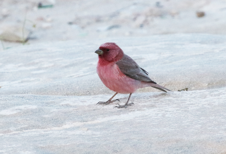 Sinai Rosefinch