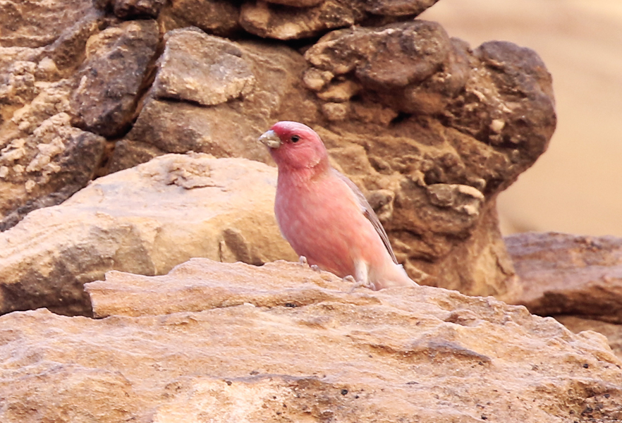 Sinai Rosefinch