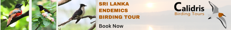 Sri Lanka Birdwatching Tour