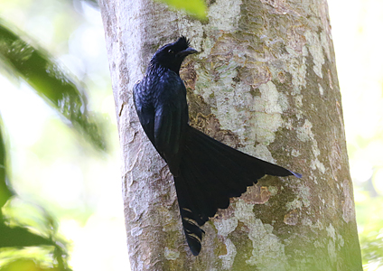 Sri Lanka Drongo