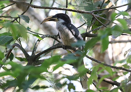 Sri Lanka Grey Hornbill