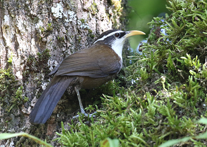 Sri Lanka Scimitar Babbler
