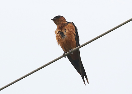 Sri Lanka Swallow at Galle Fort