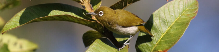 Sri Lanka White-eye birding in Sri Lanka