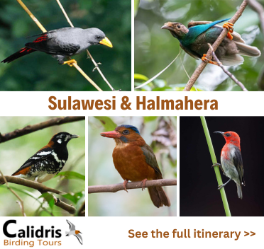 Sulawesi & Halmahera Birding Tour