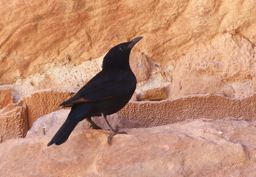 Tristram's Starling