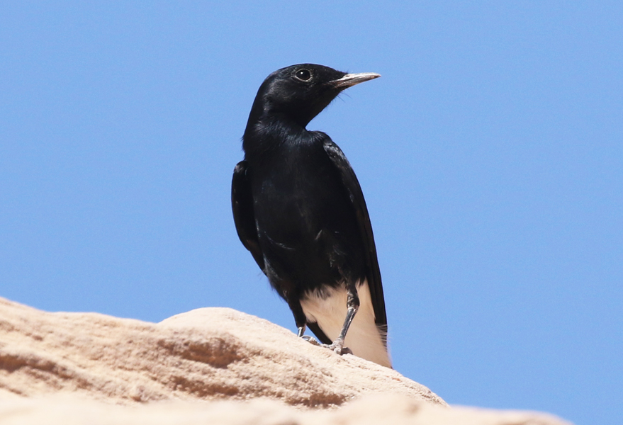 White-capped Wheatear