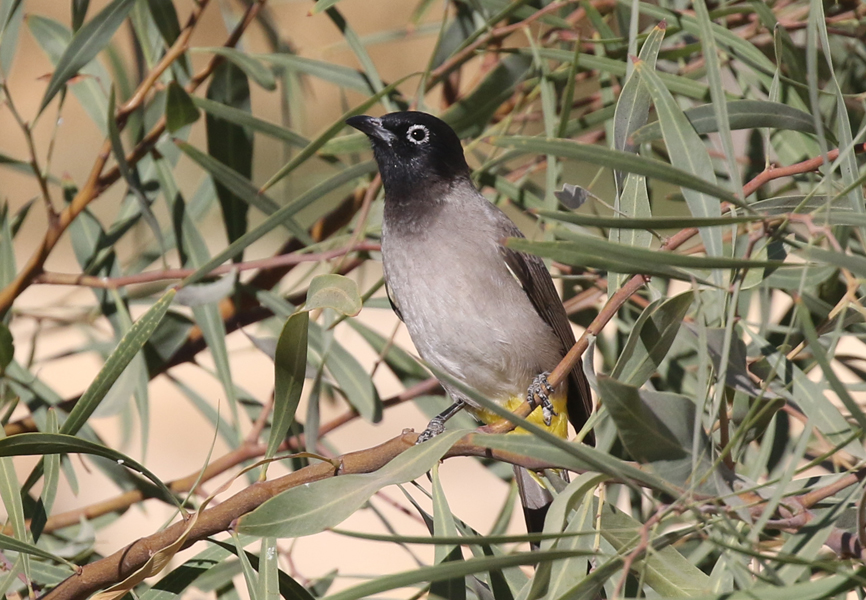White-spectacled Bulbul