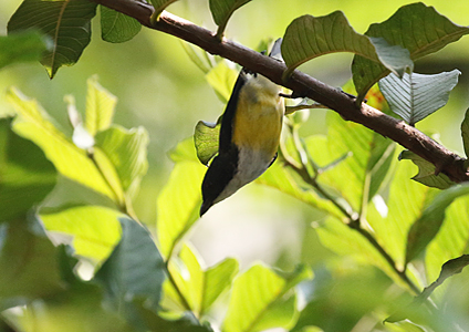 White-throated Flowerpecker