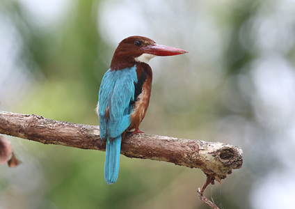 White-throated Kingfisher at Tissamaharama Sri Lanka