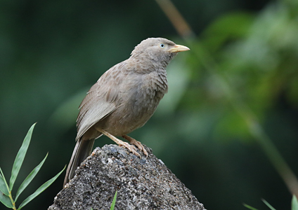 Yellow-billed Babbler