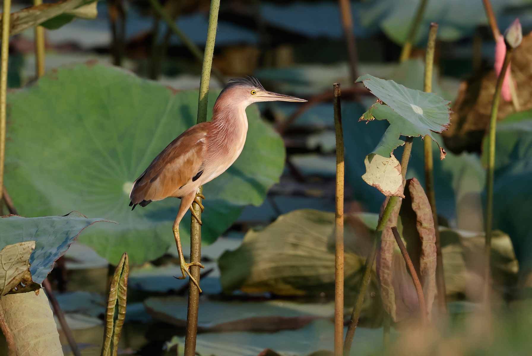 Yellow Bittern, Botaurus sinensis, in lotus wetlands Thailand