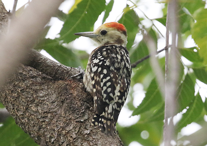 Yellow-crowned Woodpecker